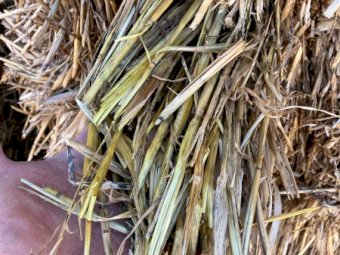 500mt Oaten Hay 500kg 8x4x3 Bales