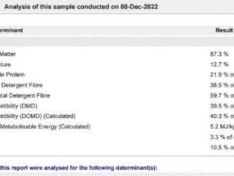 High Protein Shedded Vetch Hay