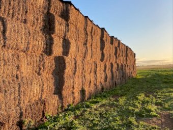 High Protein Shedded Vetch Hay