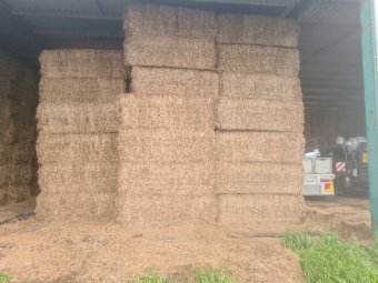 240 mt Vetch shedded