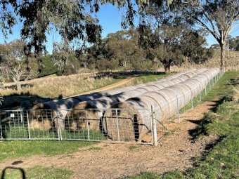 200 x Clover & Pasture Hay 5x4 Rolls