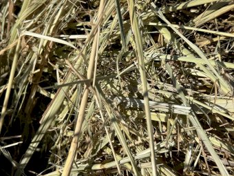 200 x Clover & Pasture Hay 5x4 Rolls