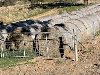 200 x Clover & Pasture Hay 5x4 Rolls