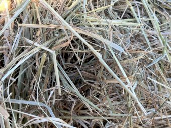 200 x Clover & Pasture Hay 5x4 Rolls
