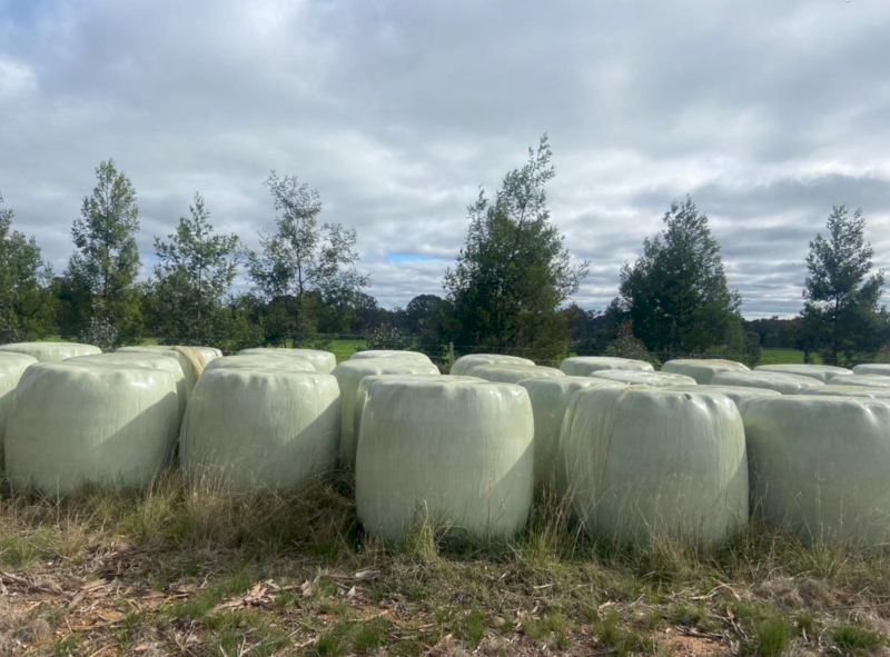 80 x Lucerne Pasture Silage 4x4 Bales