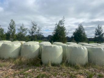 80 x Lucerne Pasture Silage 4x4 Bales