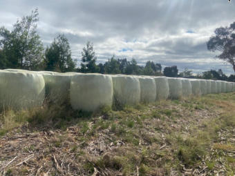 80 x Lucerne Pasture Silage 4x4 Bales
