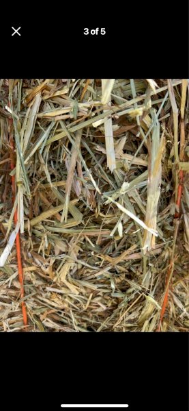 Oaten Rye Wheat Lucerne Mix Haylage