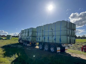 Oaten Rye Wheat Lucerne Mix Haylage