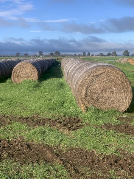Shaftal Clover and Ryegrass Rolls