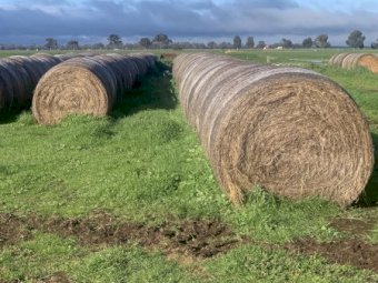 Shaftal Clover and Ryegrass Rolls