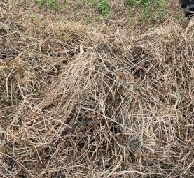 Shaftal Clover and Ryegrass Rolls