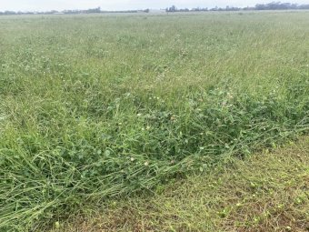 Shaftal Clover and Ryegrass Rolls
