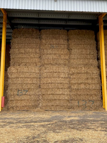 700m/t Shedded Oaten Hay