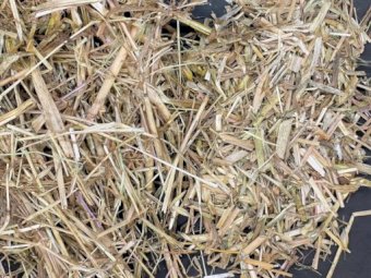 700m/t Shedded Oaten Hay