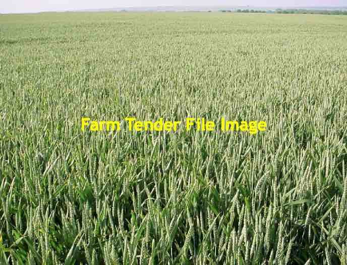 Expression of Interest in a Frosted Wheat Crop to be cut for Hay