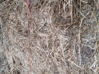80 bales Lucerne & rye grass Mix Hay 8x4x3 Bales ##### Farm Sold make a  offer #####