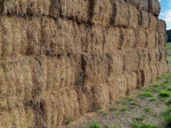 80 bales Lucerne & rye grass Mix Hay 8x4x3 Bales ##### Farm Sold make a  offer #####