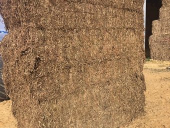 A1 Vetch Hay 2020 Season