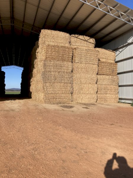 Header Trailed Wheaten Straw