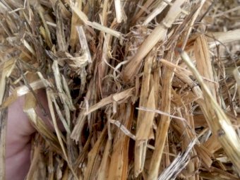 200mt Oaten Hay 500-520kg 8x4x3 Bales