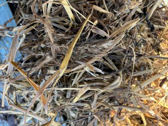 Wheaten/ Shaftal Clover Silage Rolls