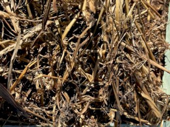 Wheaten/ Shaftal Clover Silage Rolls