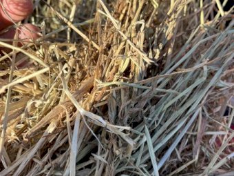 Rye Grass and Oaten Hay