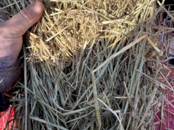 Rye Grass and Oaten Hay