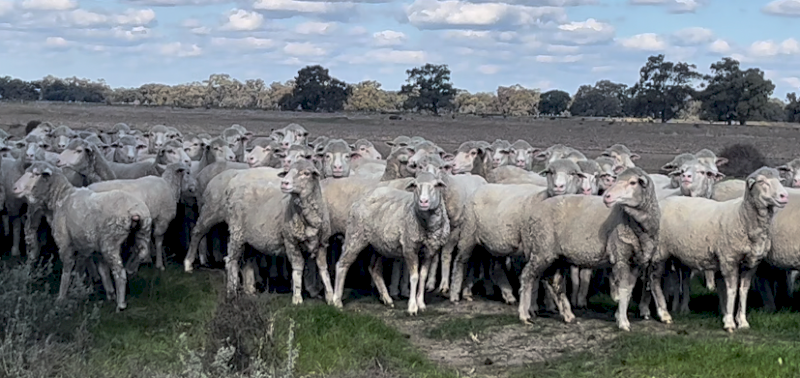Big Framed Merino Ewes x 350