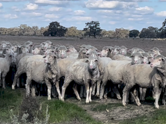 Big Framed Merino Ewes x 350