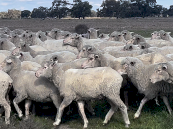 Big Framed Merino Ewes x 350