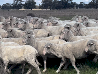 Big Framed Merino Ewes x 350
