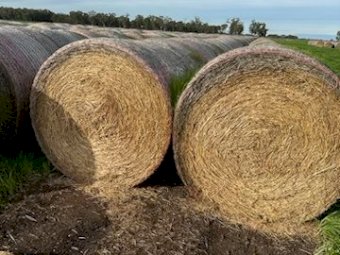 1st - 3rd Cut Lucerne Rolls