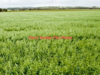 WANTED Standing Oats Crop