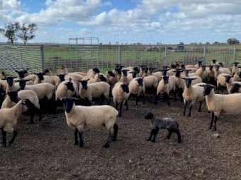 Suffolk Ewe Lambs