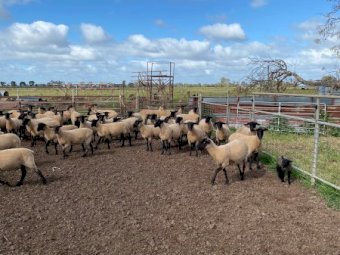 Suffolk Ewe Lambs