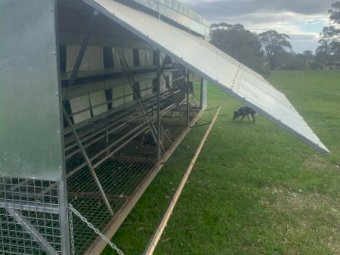 Chicken Caravan Trailer