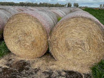 Pasture Hay in Round Bales