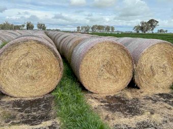 Pasture Hay in Round Bales