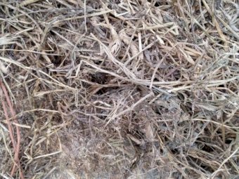 Lucerne & barley hay, baled from lucerne paddock oversown with barley.