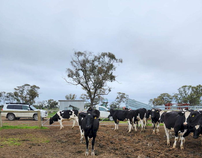 250 x Pure Bred Fresian Cows