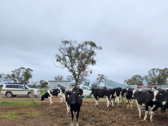 250 x Pure Bred Fresian Cows