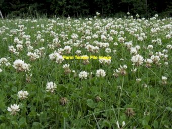 EOI 800ha Standing Clover and Rye Pasture for Silage