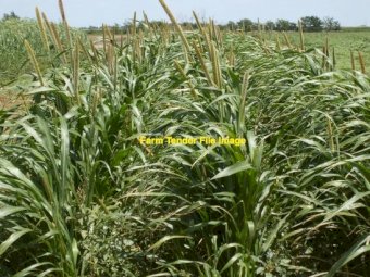 EOI 400ha Standing Irrigated Millet for Hay
