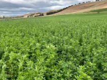 VNS Winter Active 9 Lucerne seed