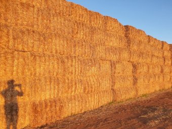 2022 Wheat straw header trailings