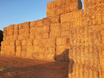 2022 Oat straw header trailings