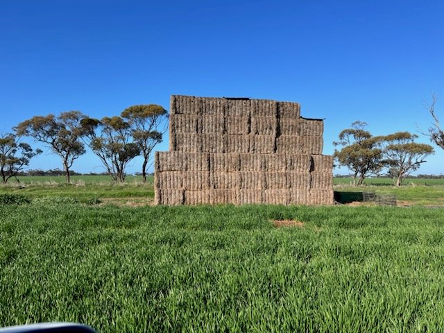 40 X Bales Vetch Hay 8X4X3 Large Squares