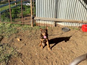 "Milo" Red and Tan Kelpie